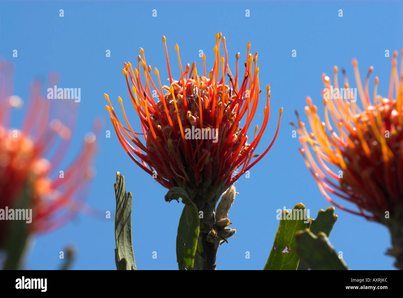 Pincushion Protea Leucospermum cardifolium Stock Photo Alamy