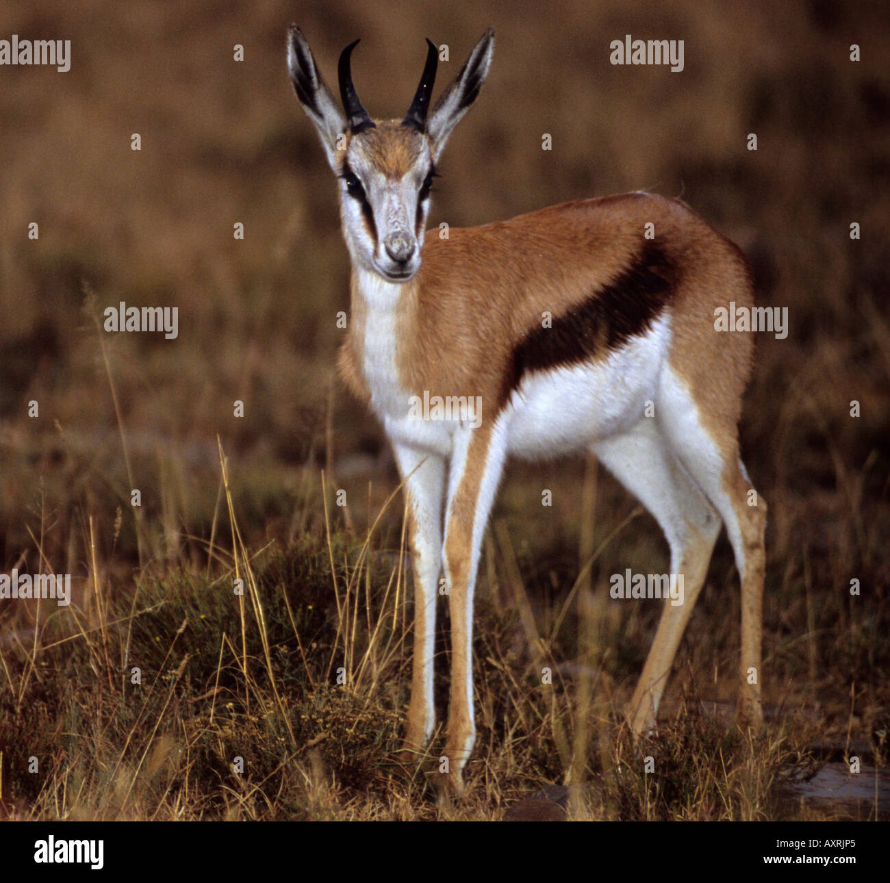 Antidorcas marsupialis Springbok Stock Photo Alamy
