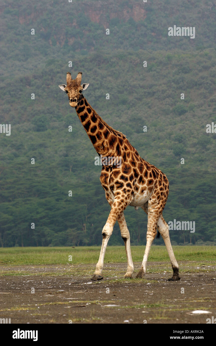 Rothschild giraffe Giraffa camelopardalis rothschildi Stock Photo - Alamy