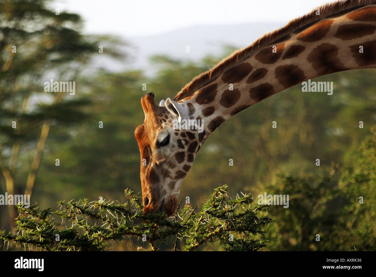 Rothschild Giraffe (Giraffa camelopardalis rothschildi). Portrait of ...