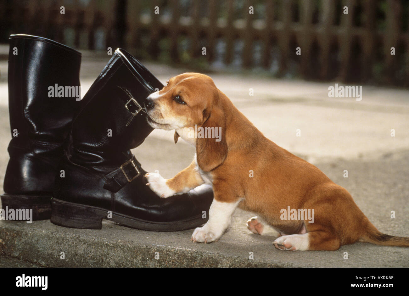 puppy biting in shoe Stock Photo Alamy