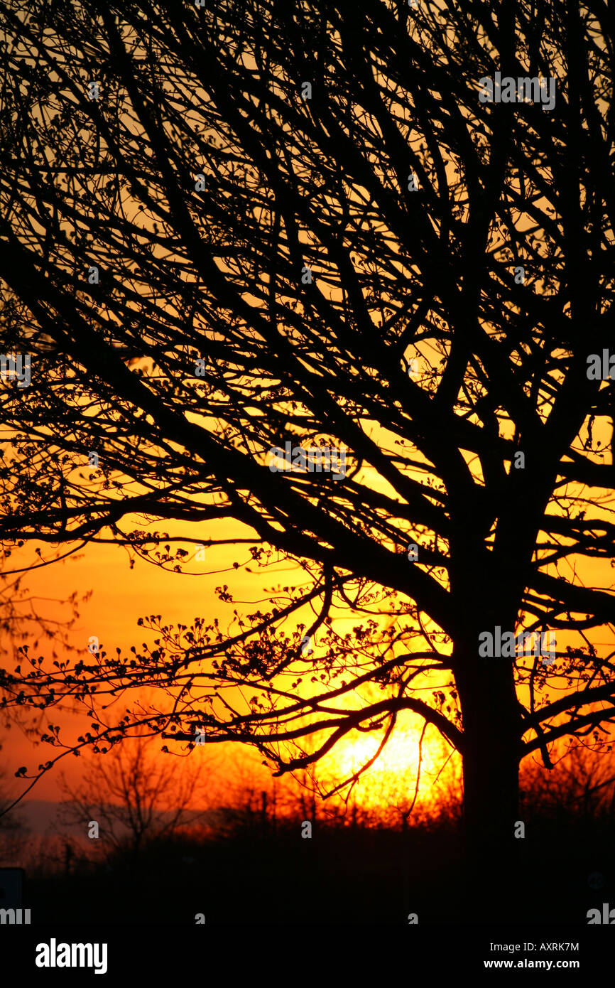 Silhouetted tree with red, orange and yellow sun set behind Stock Photo ...