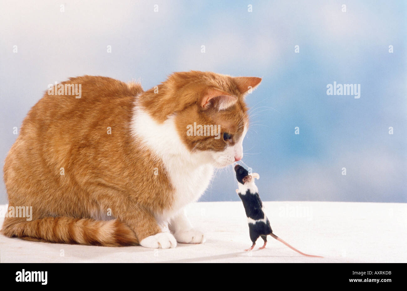 Cat And Mouse Friends High Resolution Stock Photography And Images Alamy