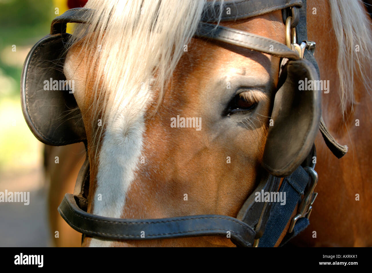 Horse with blinders Stock Photo