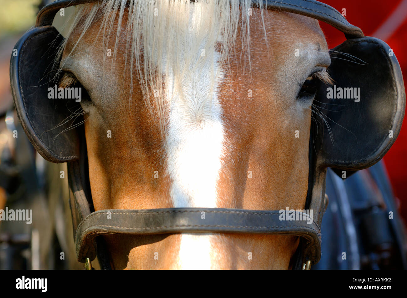 Horse with blinders Stock Photo