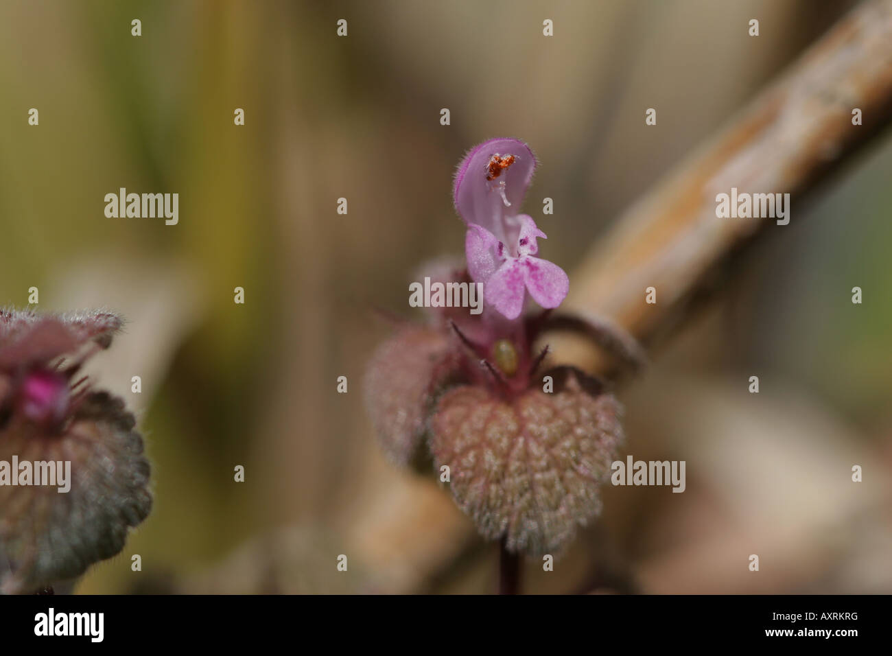 Tiny purple flower with hairy leaves Stock Photo - Alamy
