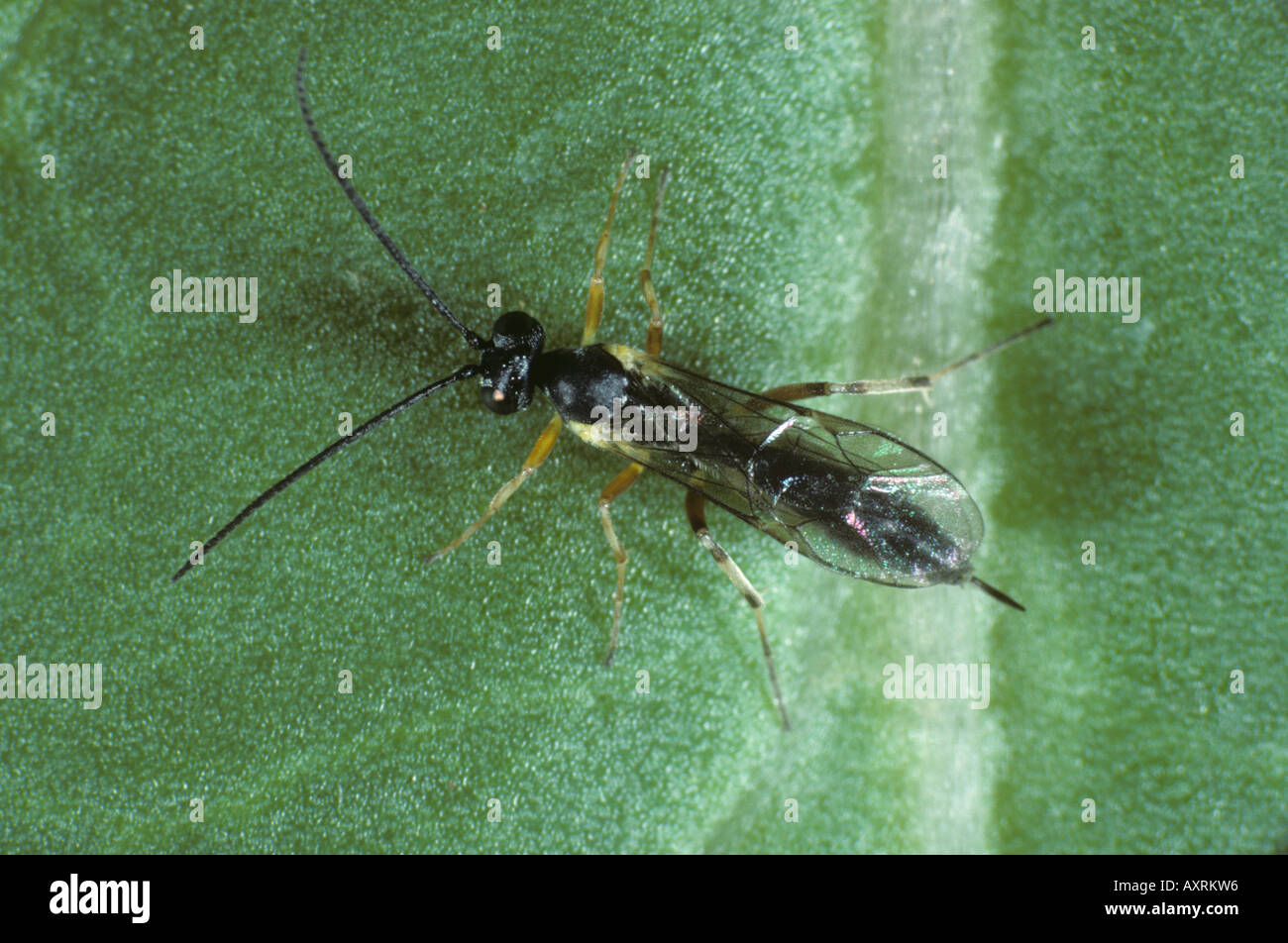 Ichneumonid wasp Diadegma semiclausum parasitoid od diamond back moth caterpillars Stock Photo