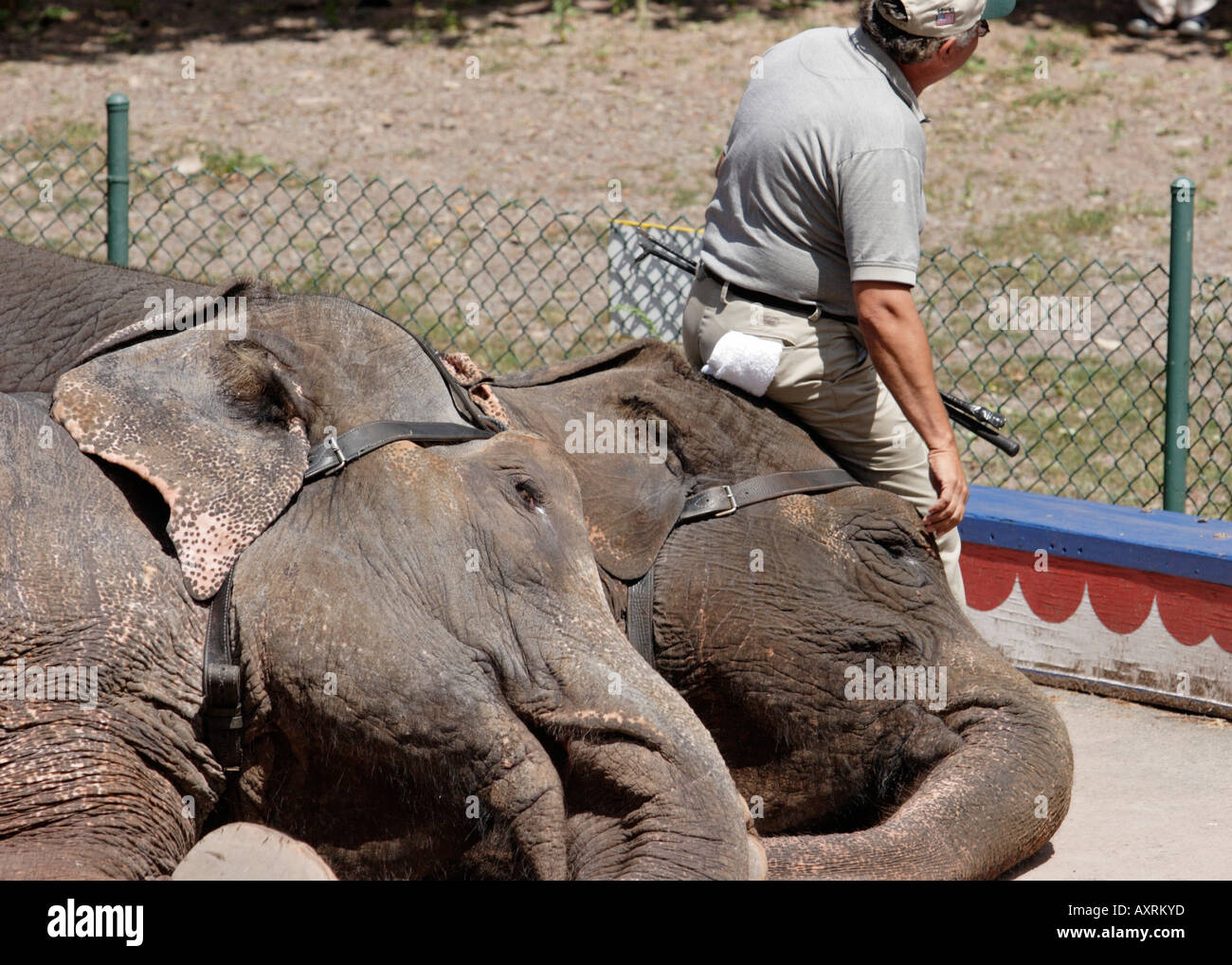 Elephants lying down with trainer Stock Photo Alamy