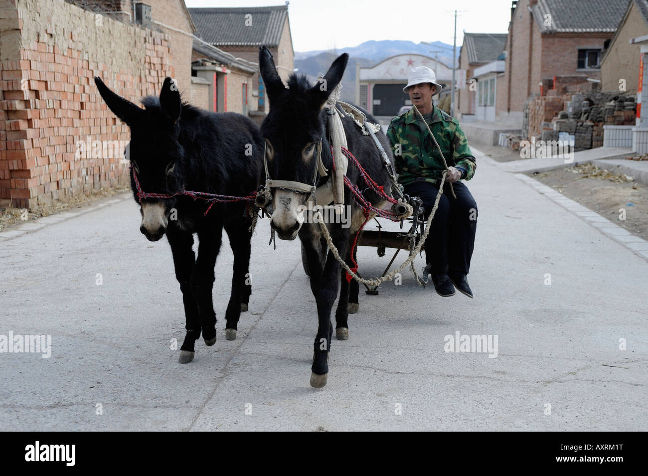 A farmer drives donkey cart in a village in Chicheng county, Hebei province, China. 28-Mar-2008 Stock Photo