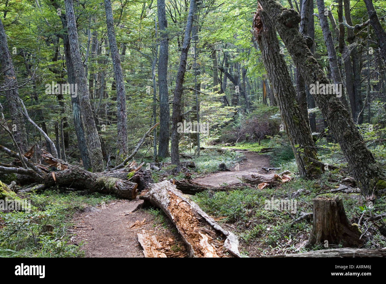 path in National Park Tierra del Fuego Stock Photo