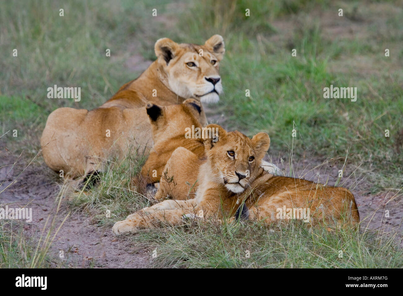 LION PANTHERA LEO CUBS  PAWS CLAWS   MAMMAL KENYA SAFARI WILDLIFE NATURE AFRICA Stock Photo