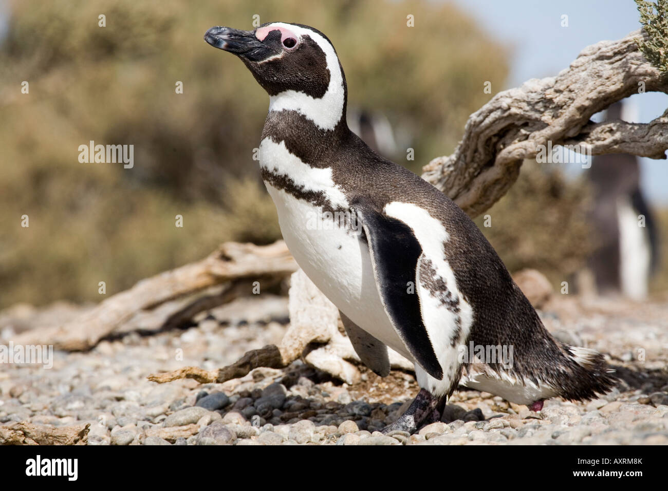 Magellanic Penguin, Spheniscus magellanicus, Magellanpinguin Stock Photo