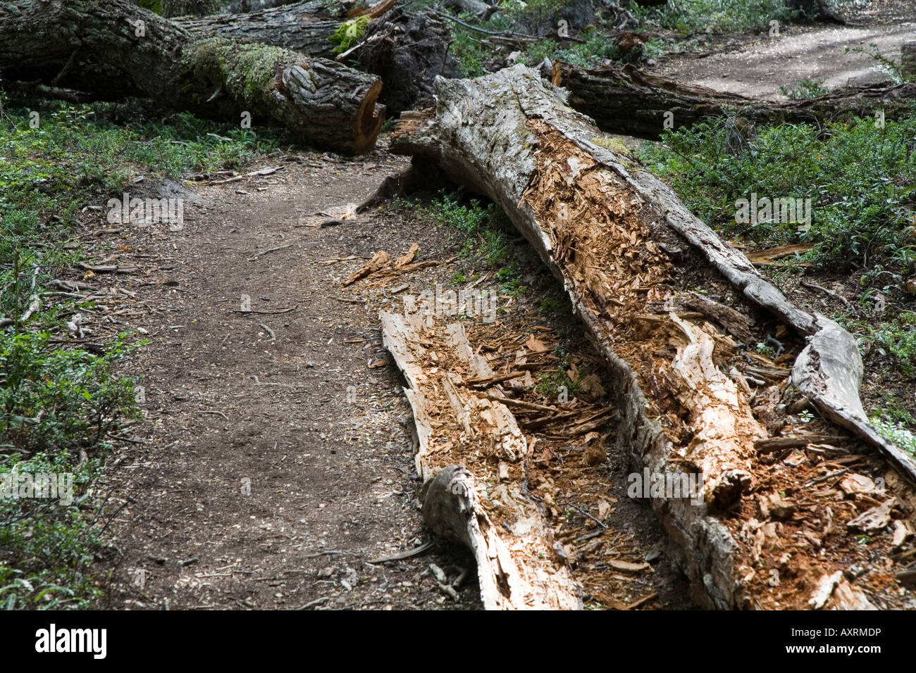 fallen tree on the path to Lapataia Bay, Tierra del Fuego National Park Stock Photo