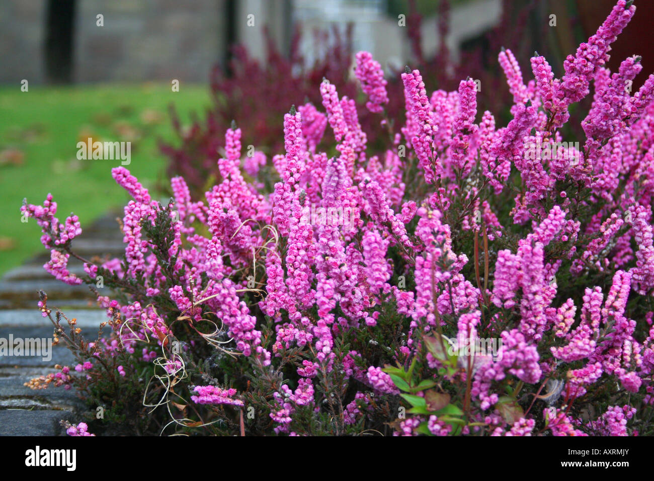 Pink blooming of the beautiful heather Stock Photo Alamy