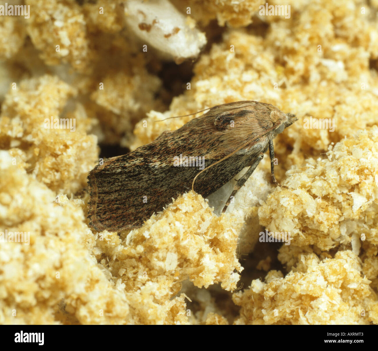 Wax moth Galleria mellonella adult on wax debris, pest of beehives Stock Photo