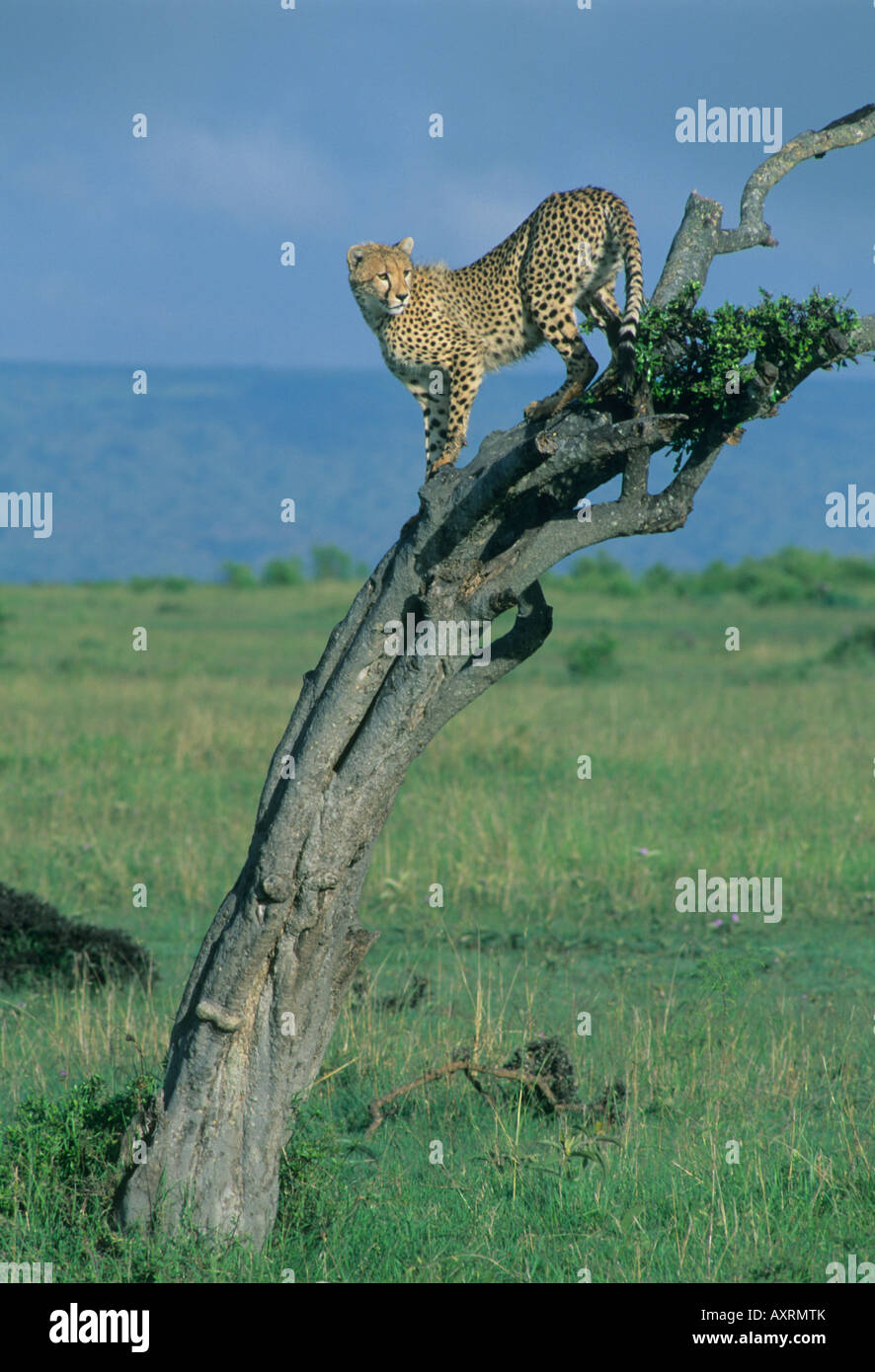 Cheetah cub climbing hires stock photography and images Alamy