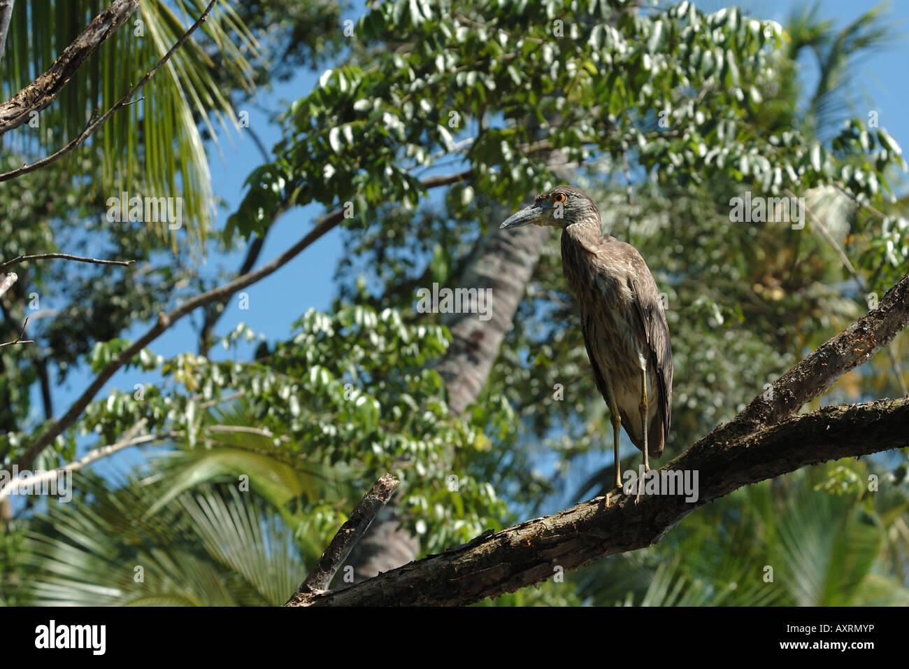 young heron giovane airone Tortughero costa caraibica Costarica rain forest foresta pluviale foresta tropicale Stock Photo