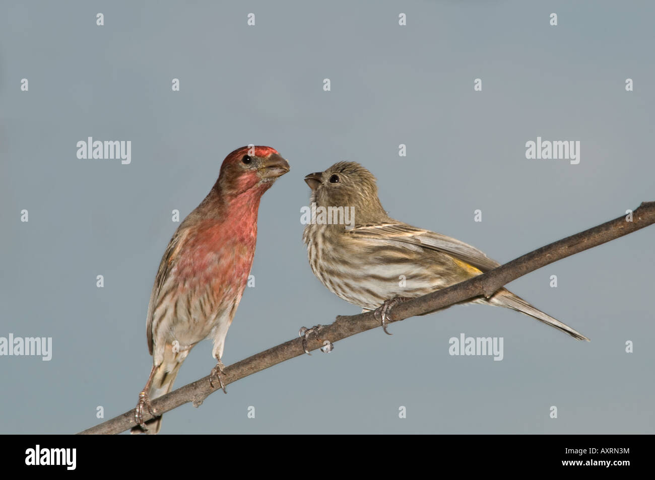 A pair of House Finches, Carpodacus mexicanus, go through a mating ritual where the male feeds the female. Oklahoma, USA. Stock Photo