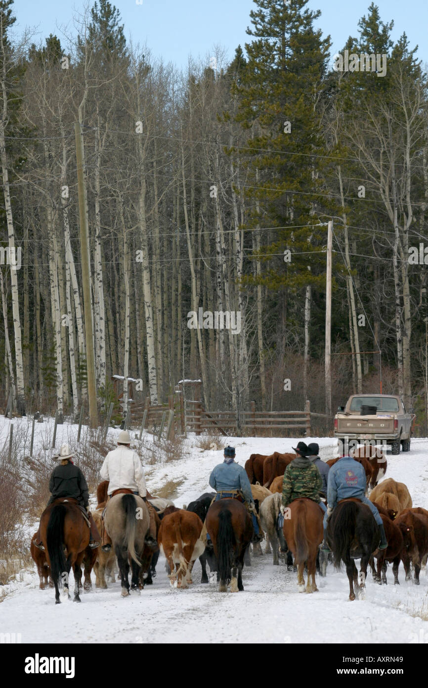 Feed cattle alberta hi-res stock photography and images - Alamy