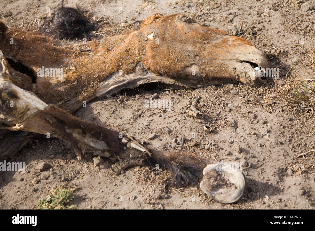 dead horse, patagonian pampa Stock Photo