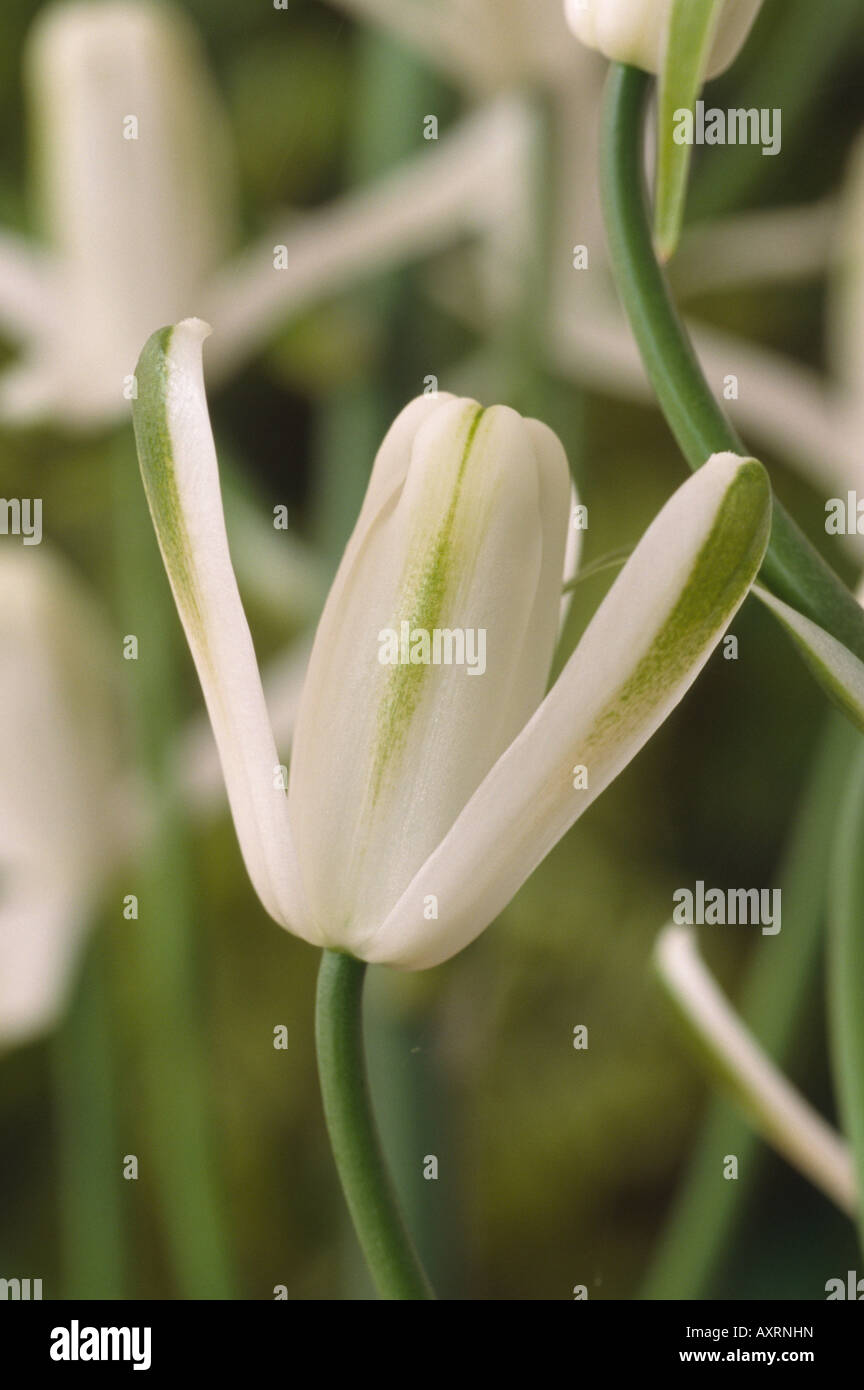 Albuca nelsonii (Natal Albuca) Close up of white and green flower on raceme. Stock Photo