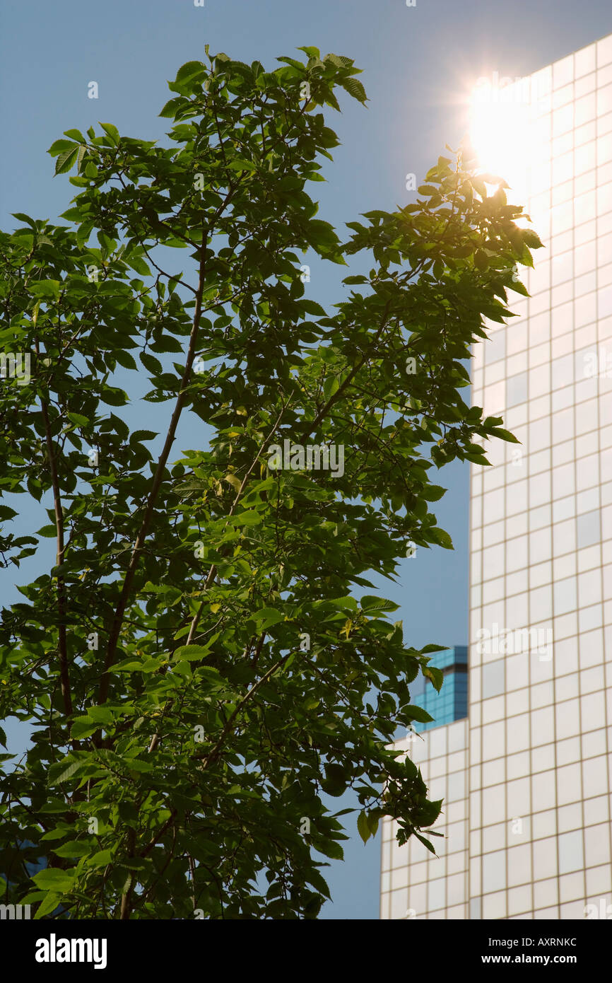 Tree in front of office building Stock Photo - Alamy