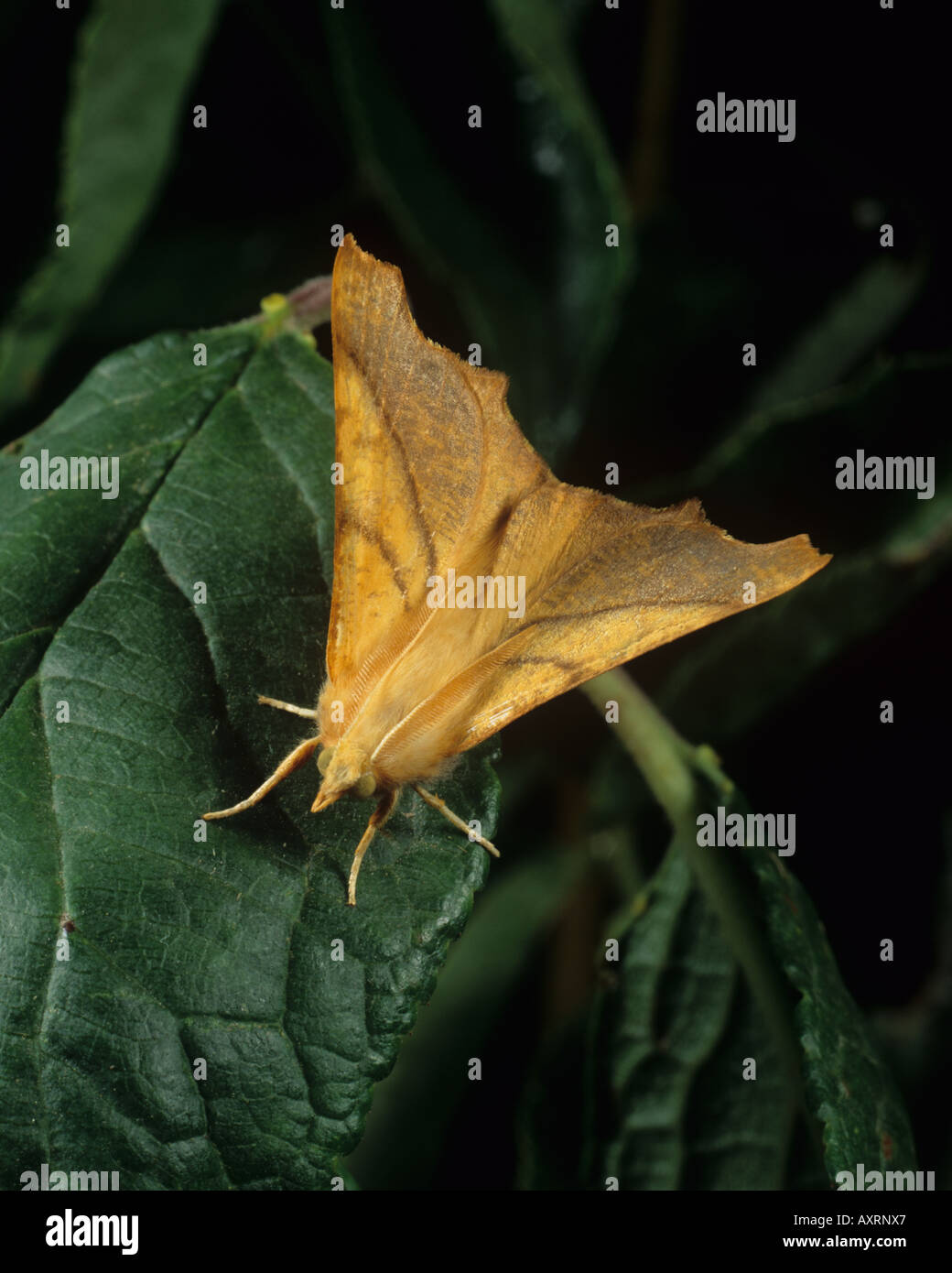 Dusky thorn Ennomos fuscantaria moth Stock Photo