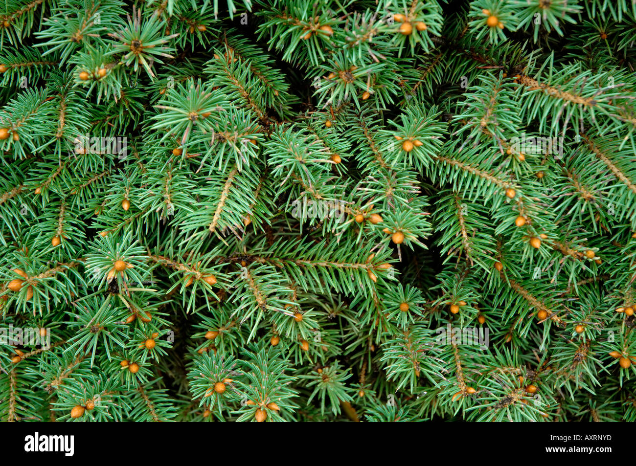 Evergreen Branches High Resolution Stock Photography And Images Alamy