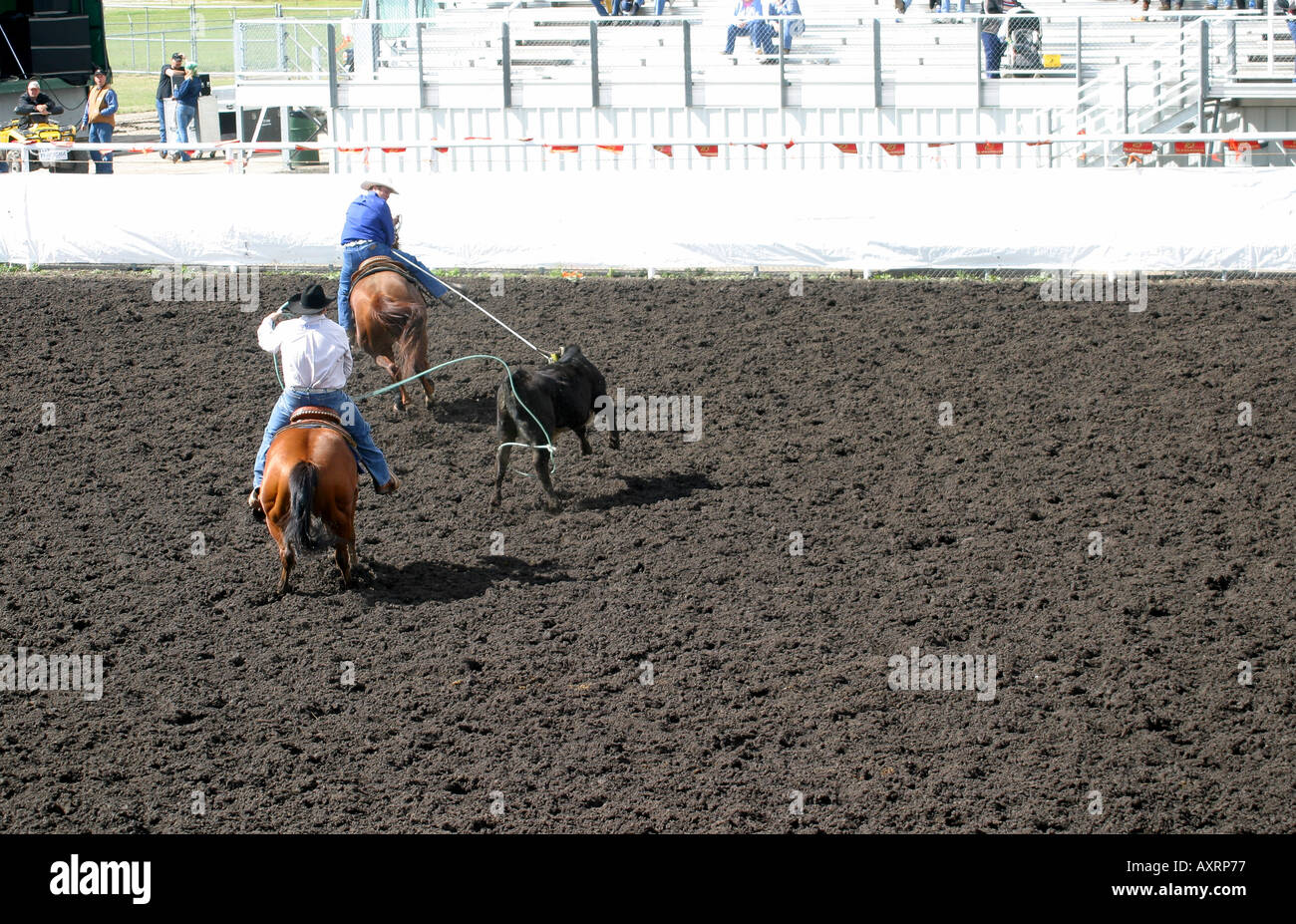 Rodeo, Alberta, Canada, Team roping Stock Photo - Alamy