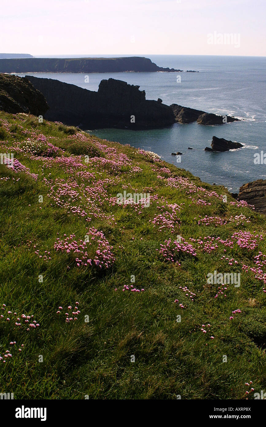 Marloes Coast Pembrokeshire Wales, Vertical format. sea thrift pinks