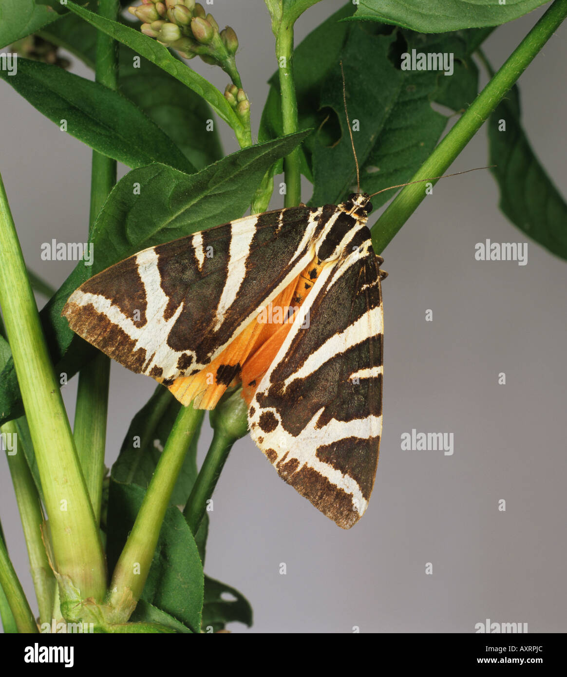 Jersey tiger moth Euplagia quadripunctaria moth Stock Photo