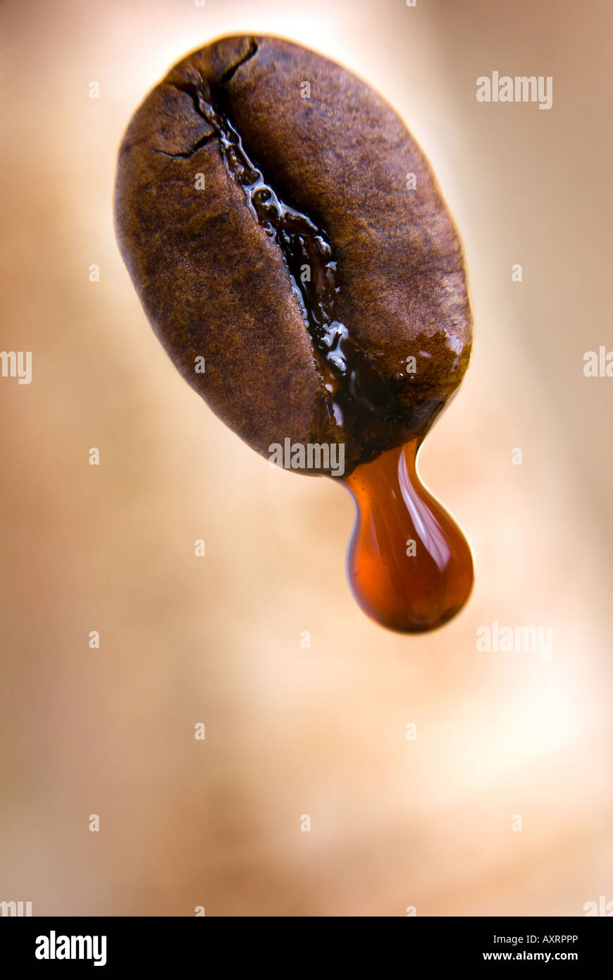 Drop of coffee dripping from coffee seed. Shallow depth of field
