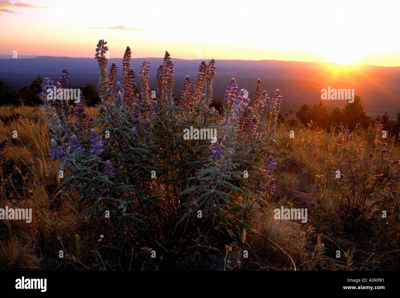 Wildflowers at sunset hi-res stock photography and images - Alamy