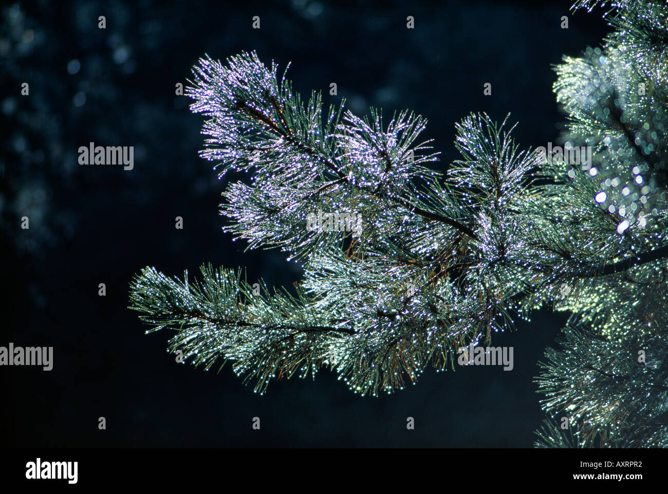 Ponderosa pine branch hi-res stock photography and images - Alamy