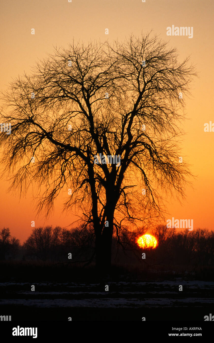 Oak tree snow sunset hi-res stock photography and images - Alamy