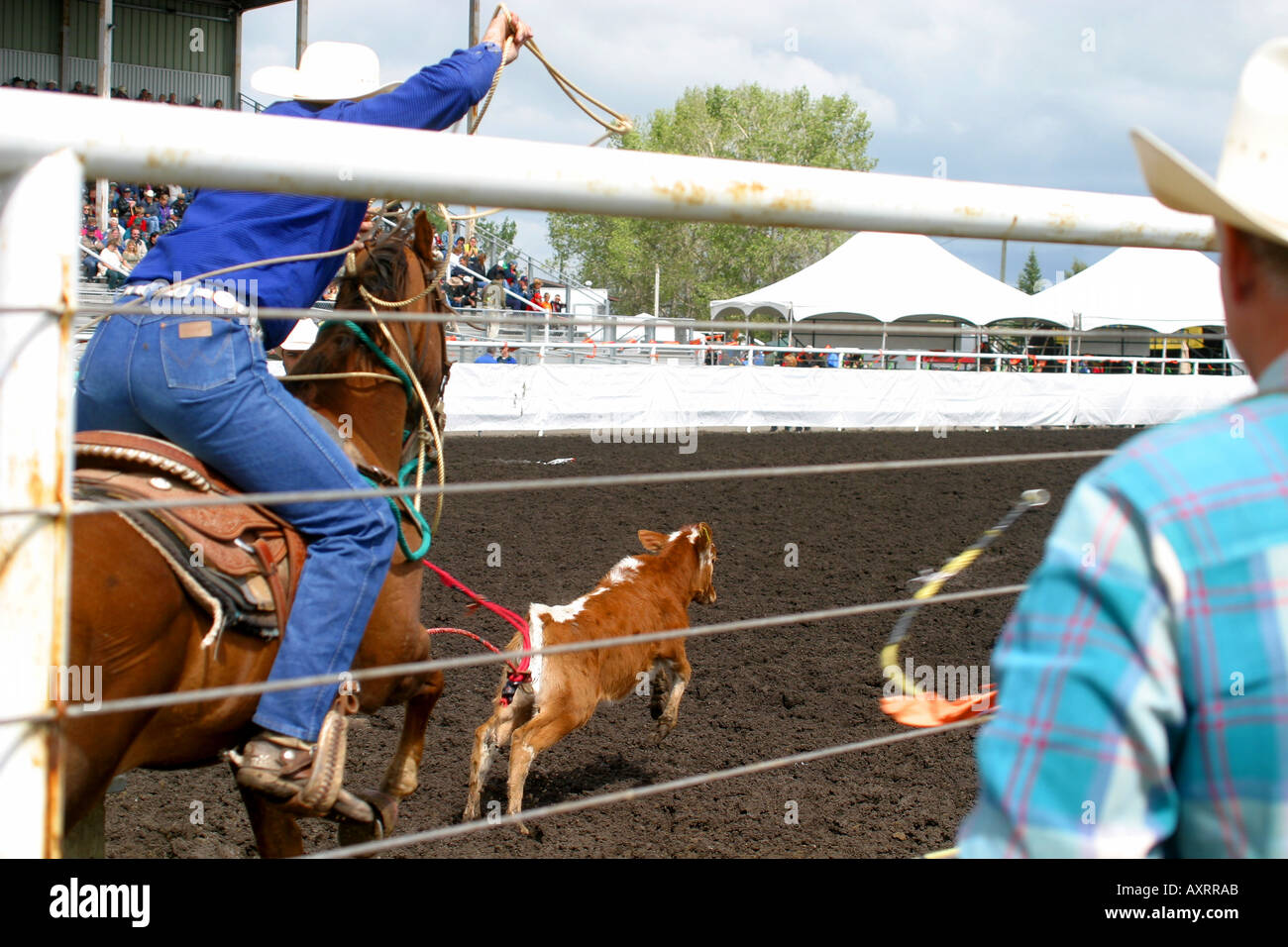 CALF ROPING; the well trained horse Stock Photo - Alamy