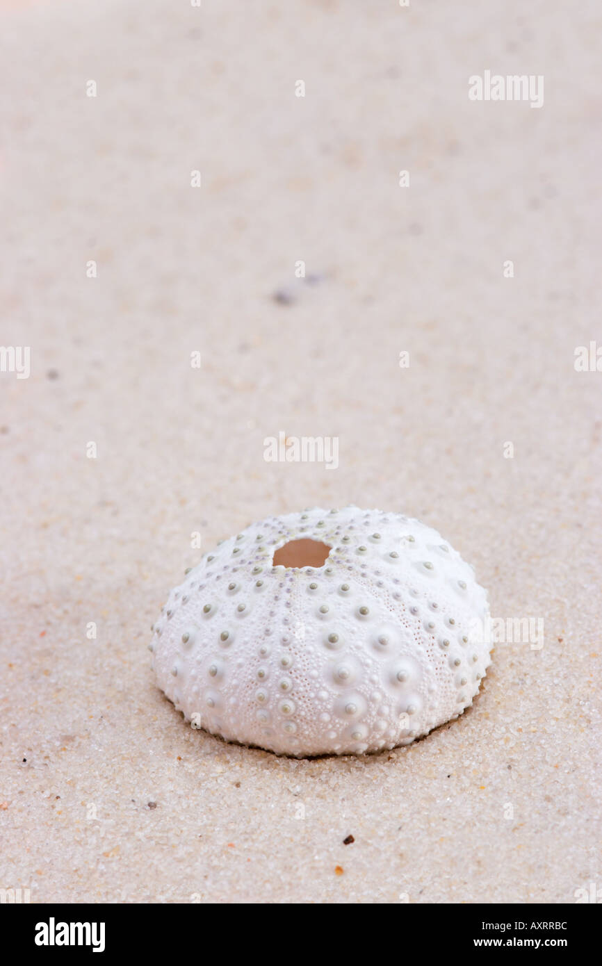 Sea biscuit shell on sand hires stock photography and images Alamy