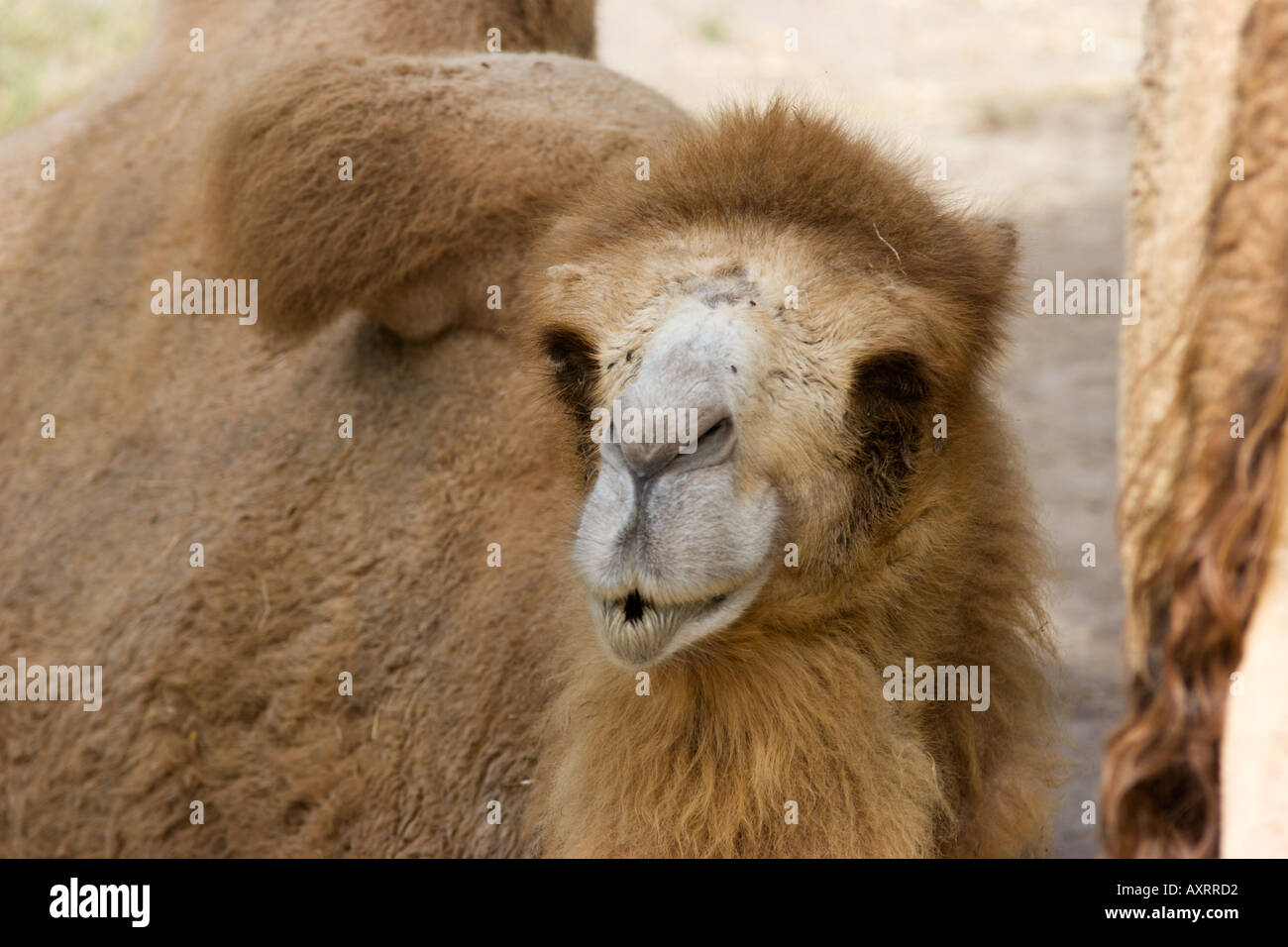 Truth or Tail: A camel's hump Cleveland Zoological Society