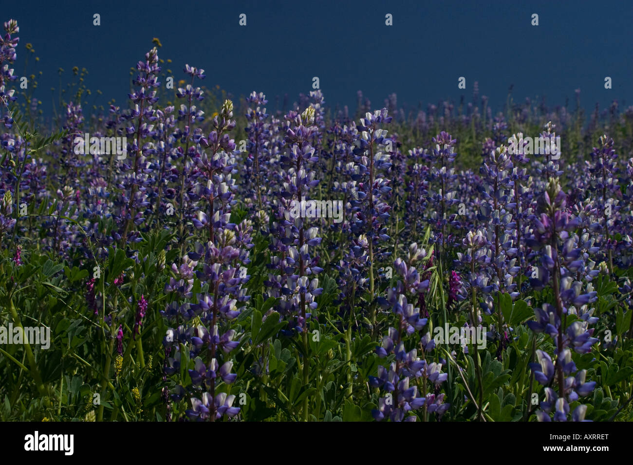 purple flower field Stock Photo - Alamy