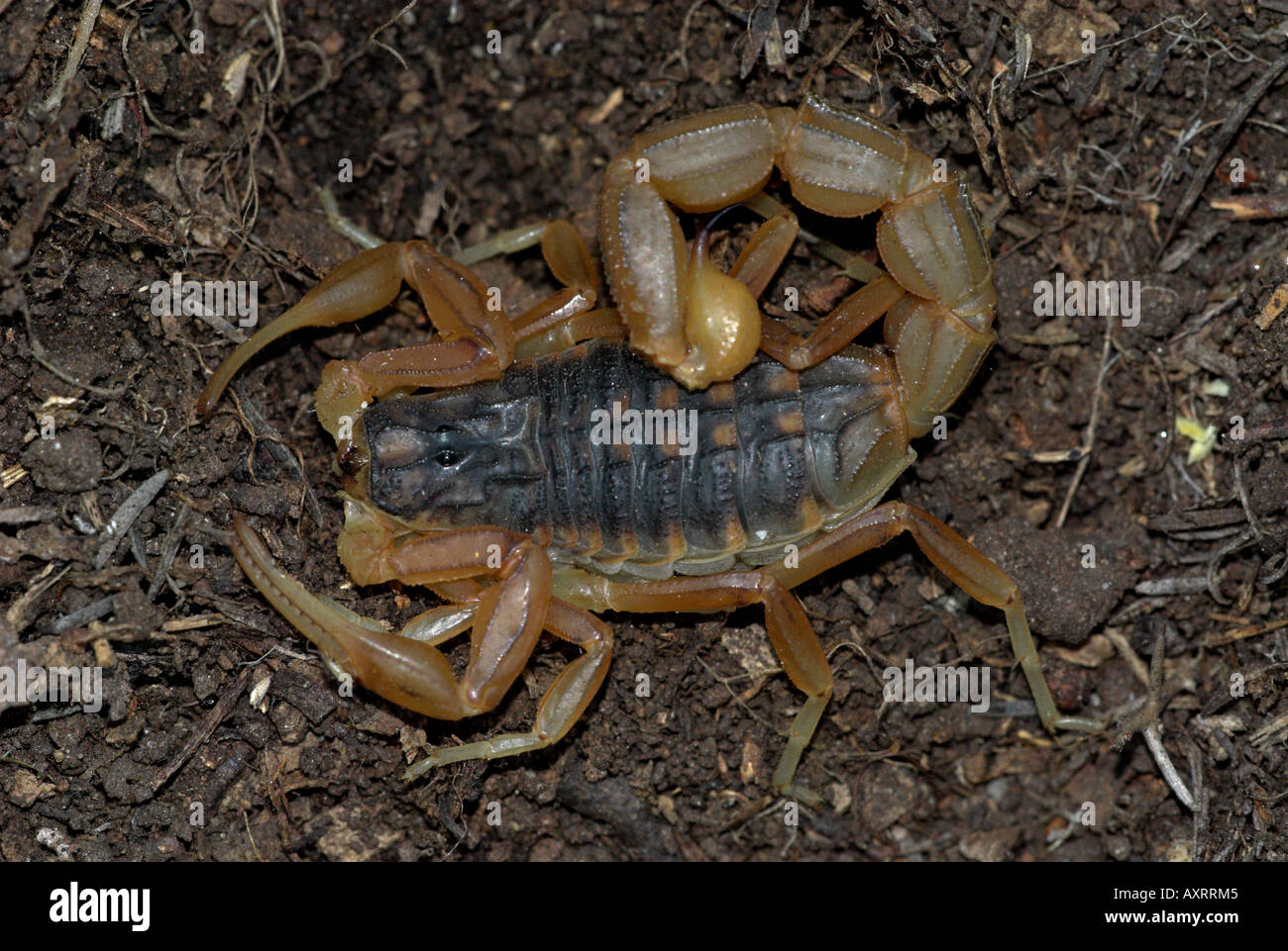 European Scorpion Buthus occitanus on ground Andalusia Stock Photo
