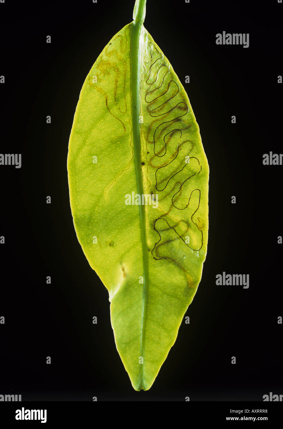 Citrus leafminer Phllocnistis citrella leaf mines in a conservatory grown lemon s leaf Stock Photo