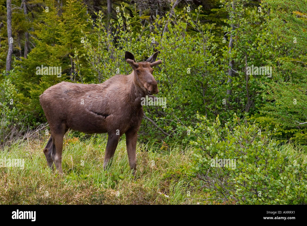 Are There Moose In Labrador