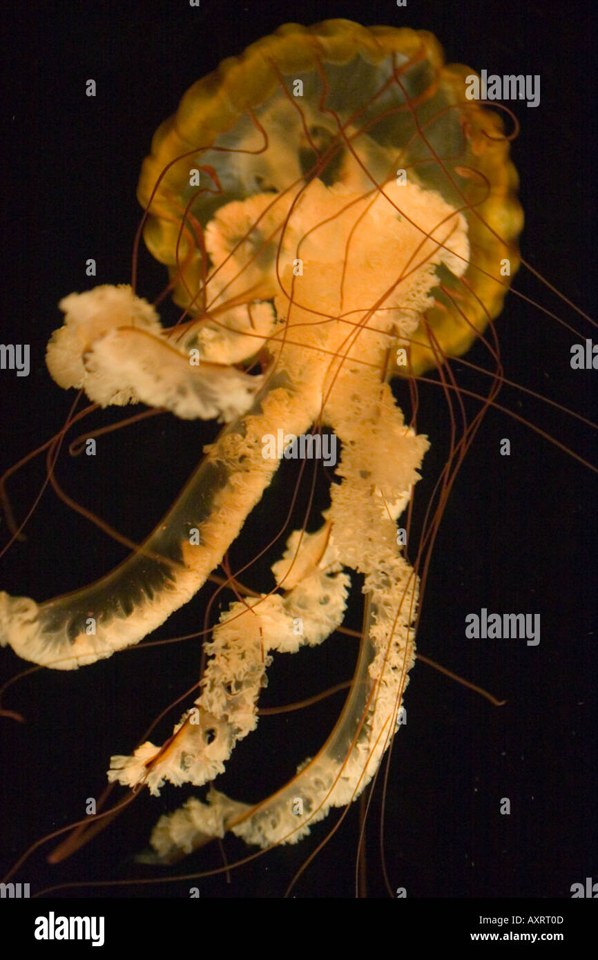Golden jellyfish with long tentacles and oral arms Stock Photo Alamy
