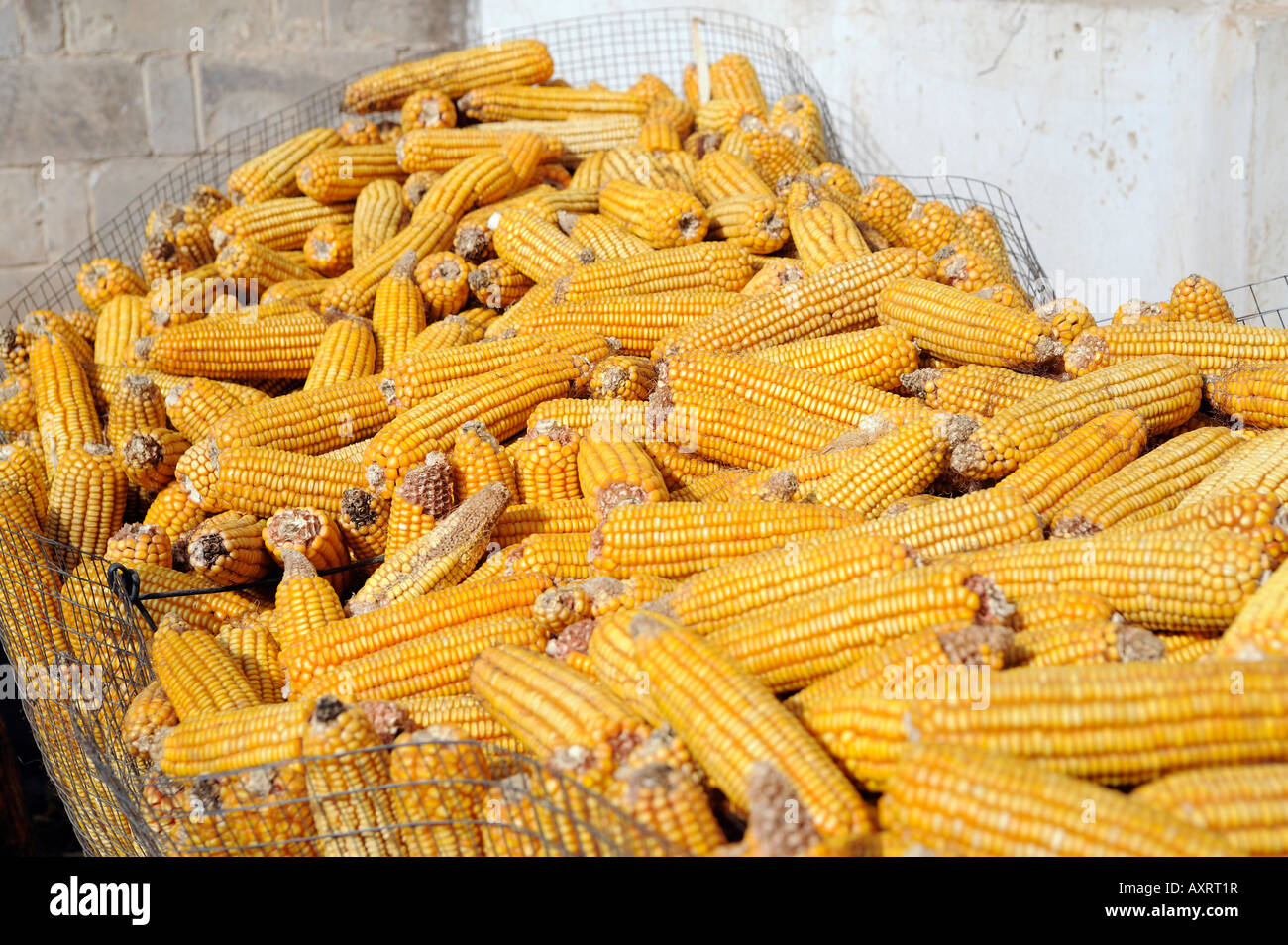 corn maize Stock Photo