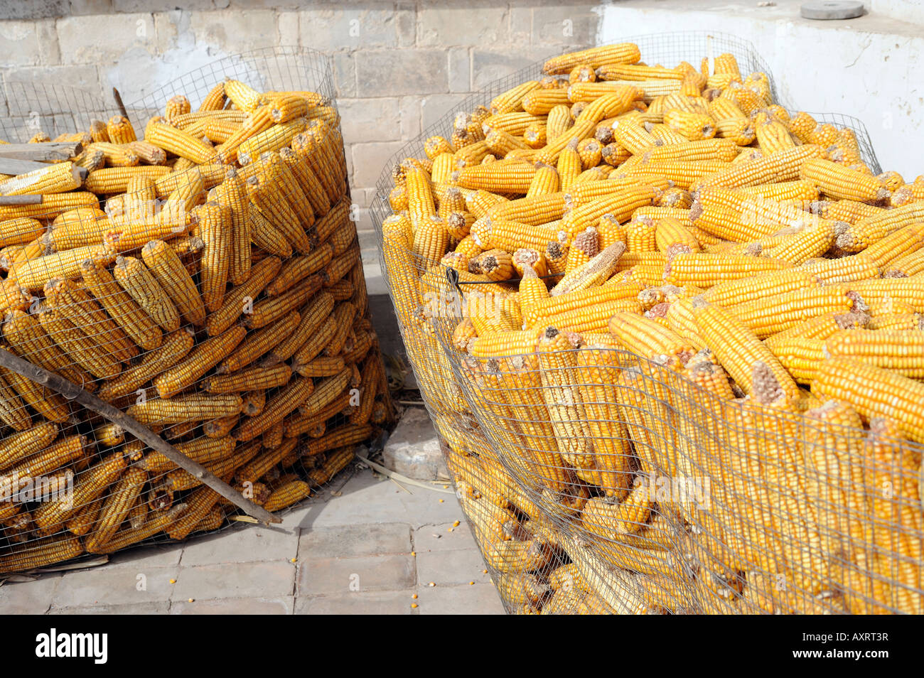 corn maize Stock Photo