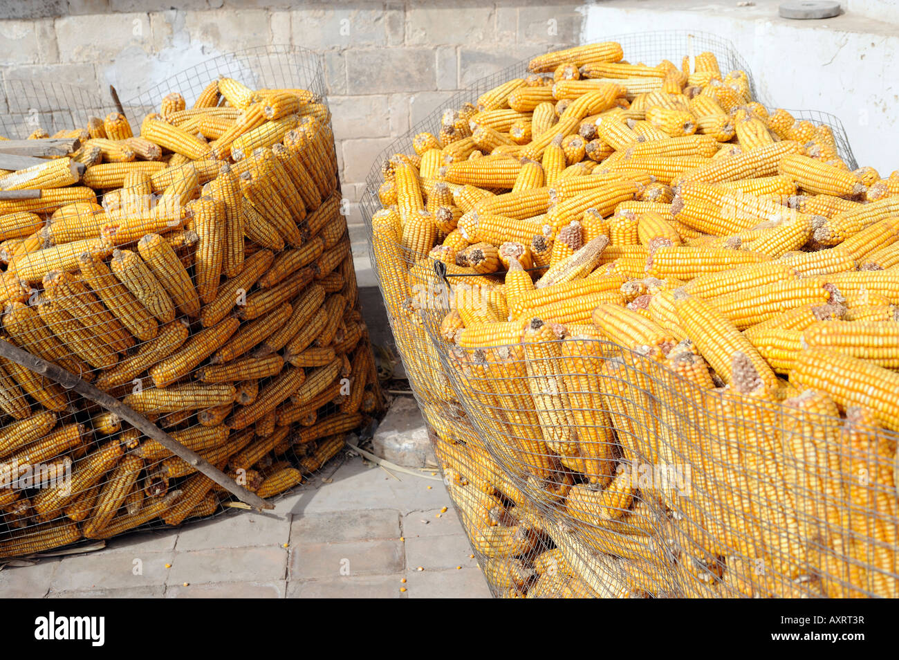 Corn or green maize hi-res stock photography and images - Alamy