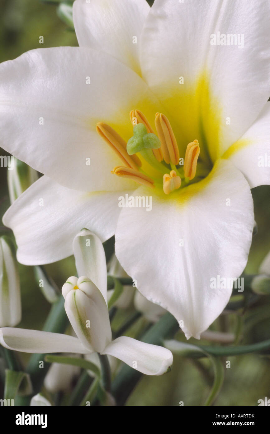 Lilium regale 'Album' (Regal lily) and Albuca nelsonii (Natal Albuca) Stock Photo