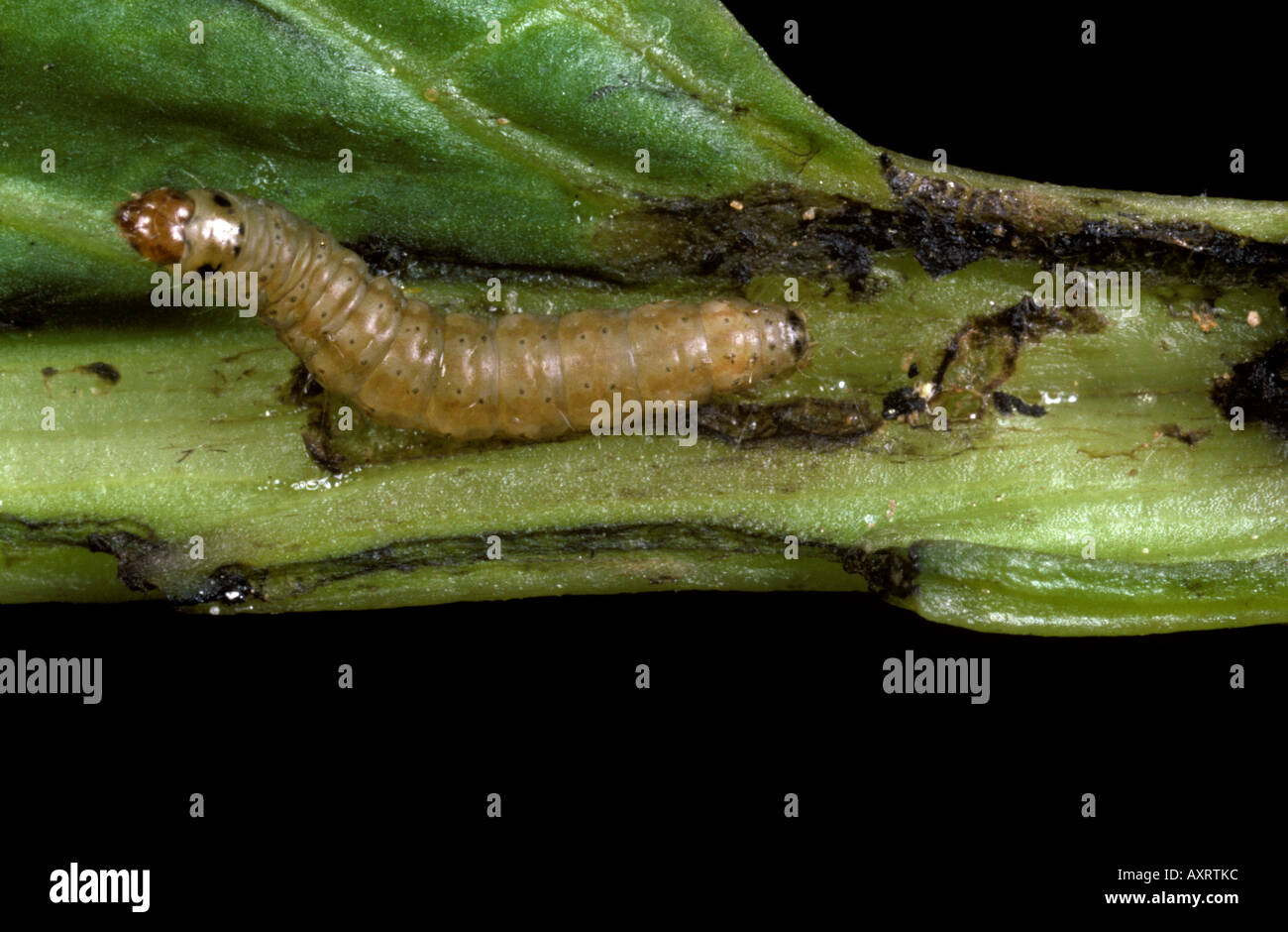 Potato tuber moth Phthorimaea operculella caterpillar in a sugar beet petiole Stock Photo
