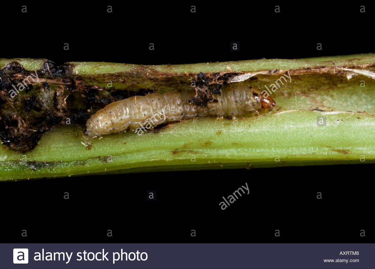 Potato Caterpillar High Resolution Stock Photography and Images Alamy