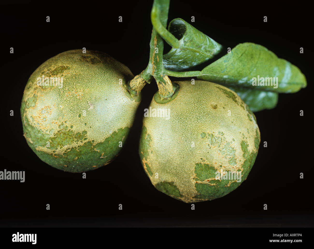 Black greenhouse thrips Heliothrips haemorrhoidalis russetting damage to young orange fruit Stock Photo